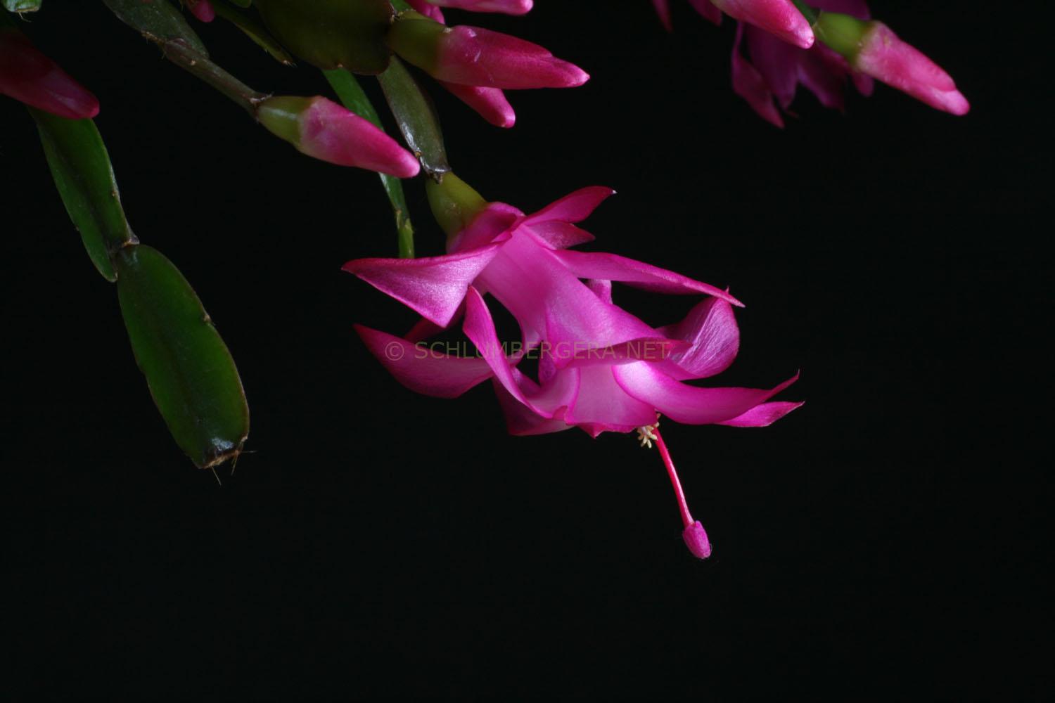 Kolibri' - Schlumbergera and Rhipsalidopsis