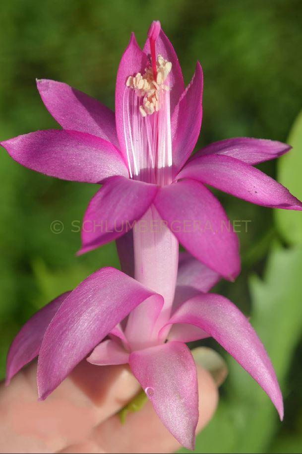 Schlumbergera 'Lavender Blue'