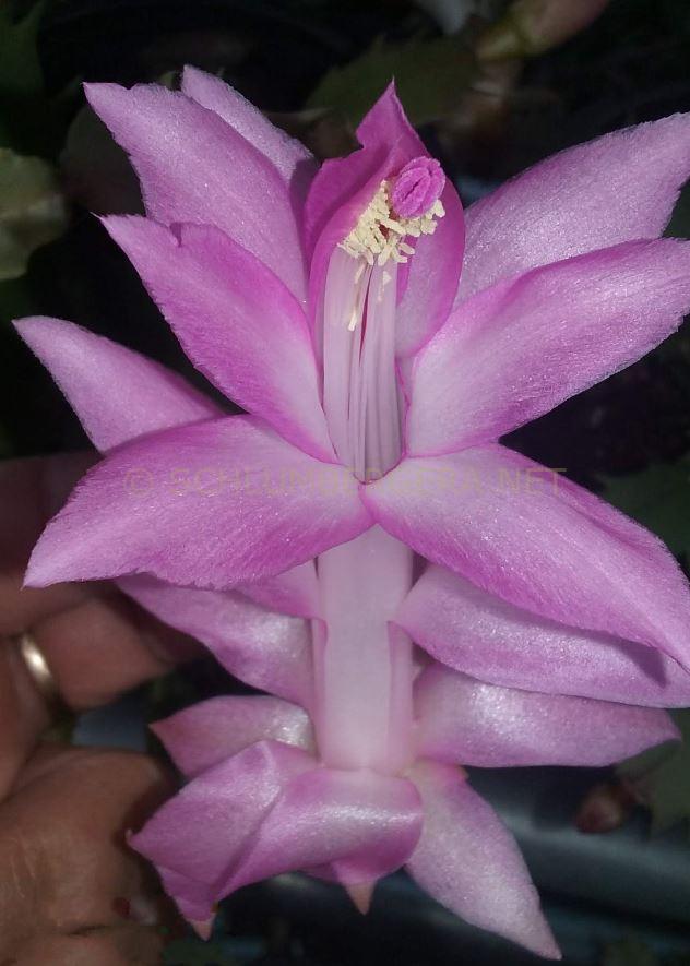 Schlumbergera 'Lavender Doll'