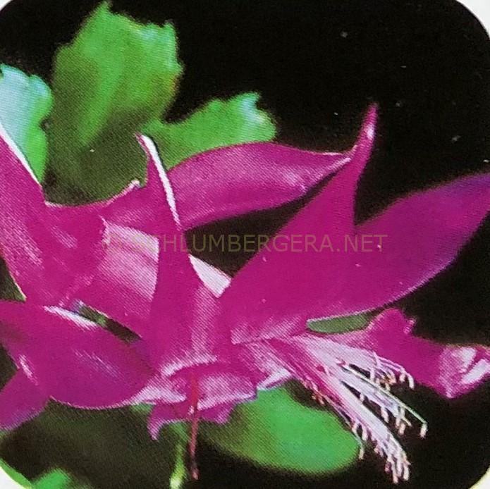 Schlumbergera 'Lavender Doll'