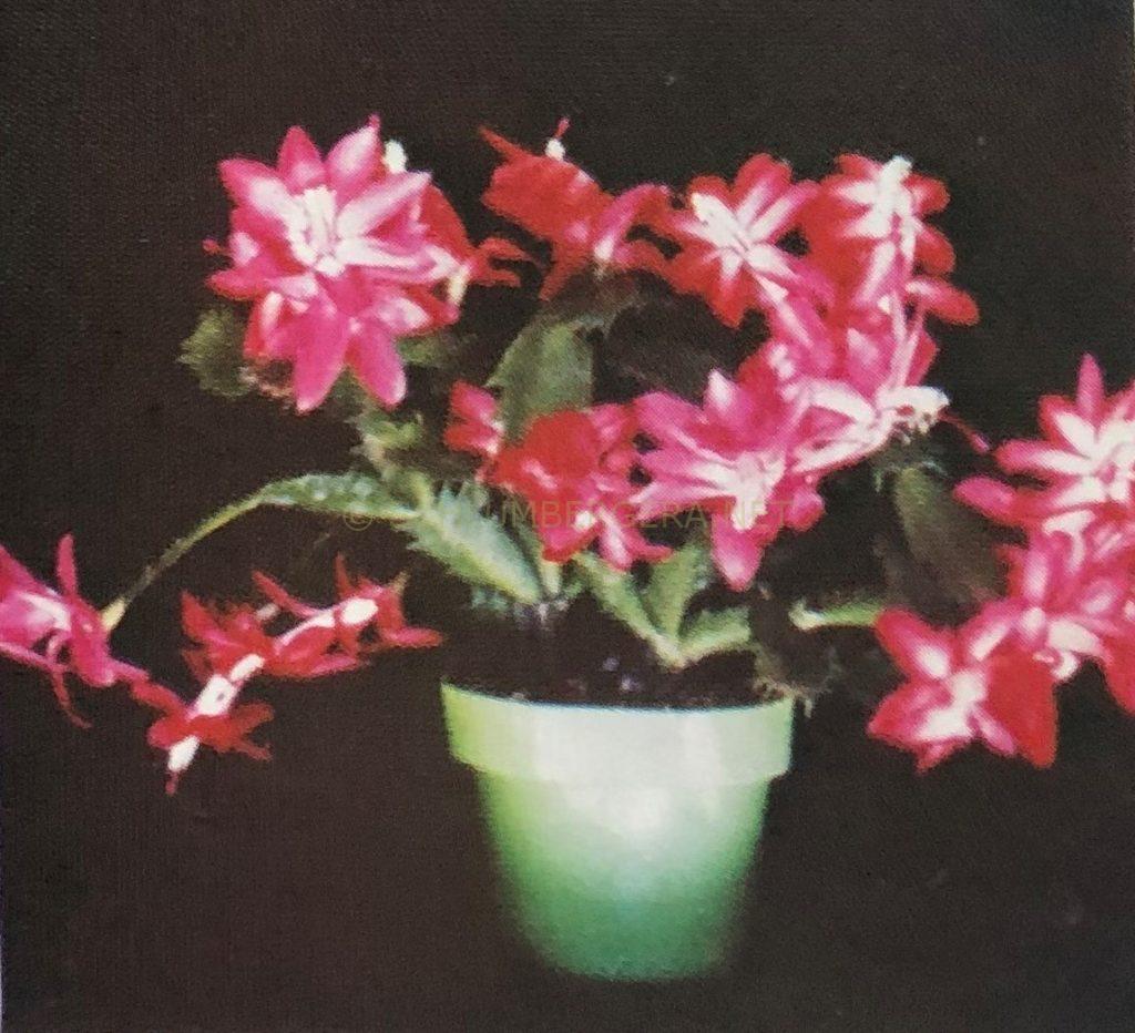 Schlumbergera 'Lipstick'
