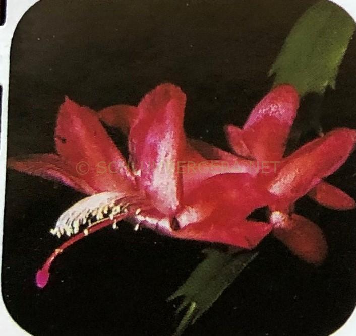 Schlumbergera 'Lipstick'