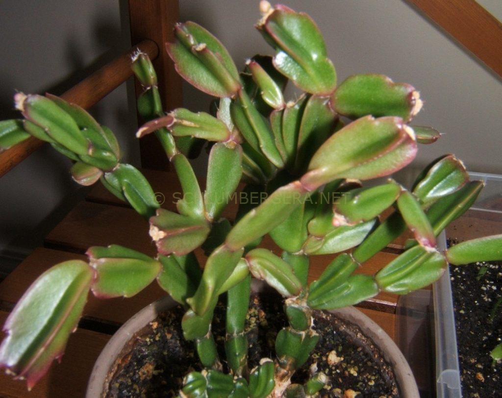 Schlumbergera 'Little Baby Boo'