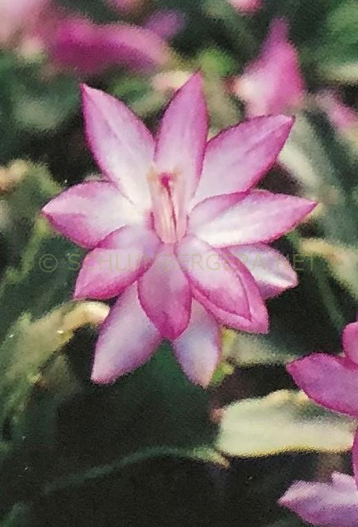 Schlumbergera 'Nicole'