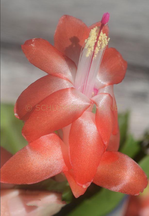 Schlumbergera 'Orange Pop'