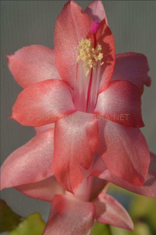 Schlumbergera 'Peach Parfait'