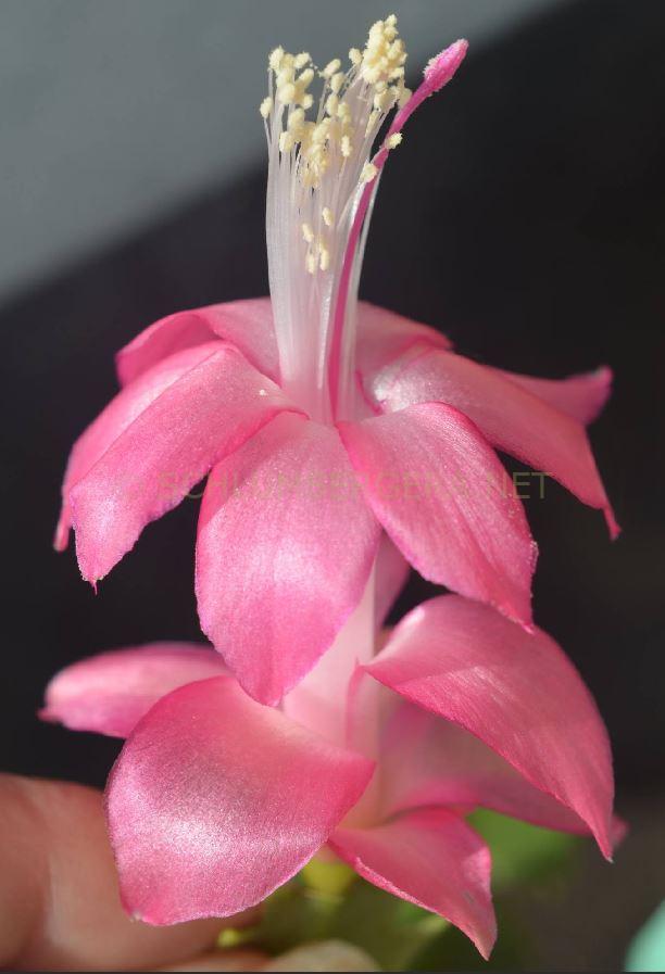 Schlumbergera 'Precilla'