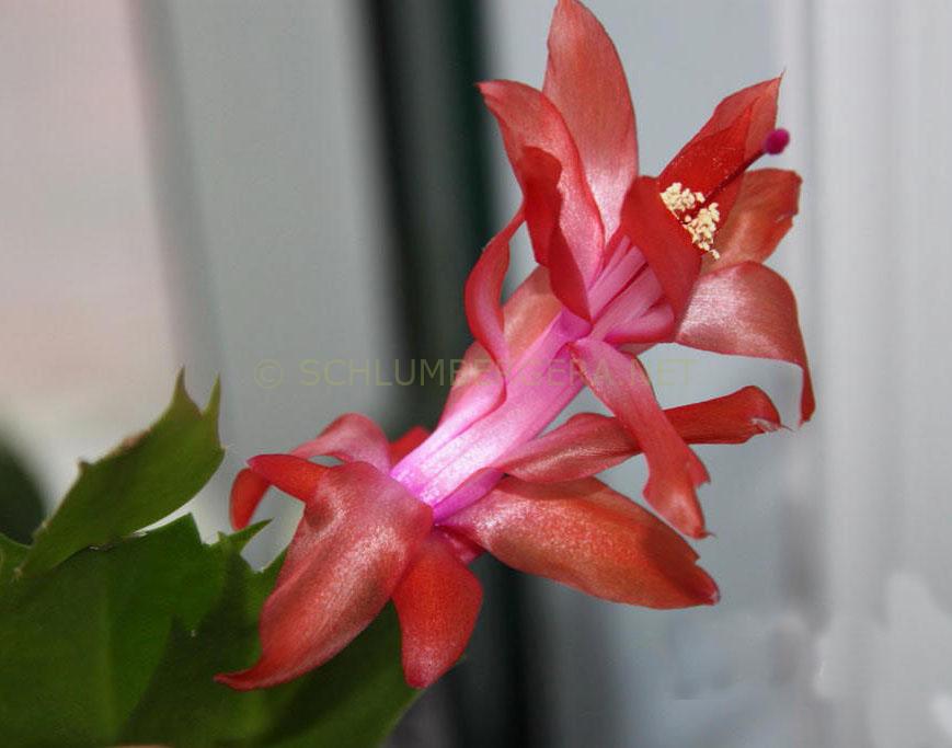 'Thor Alice' - Schlumbergera and Rhipsalidopsis