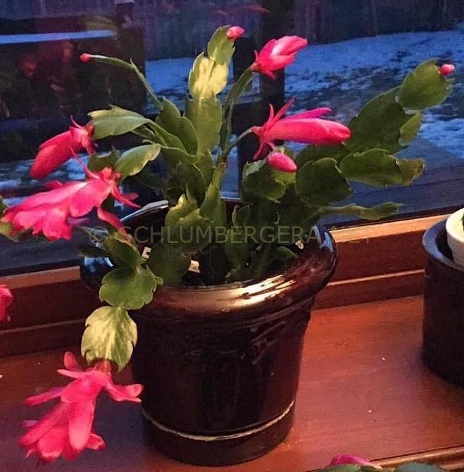 Schlumbergera 'Thor Hiro'