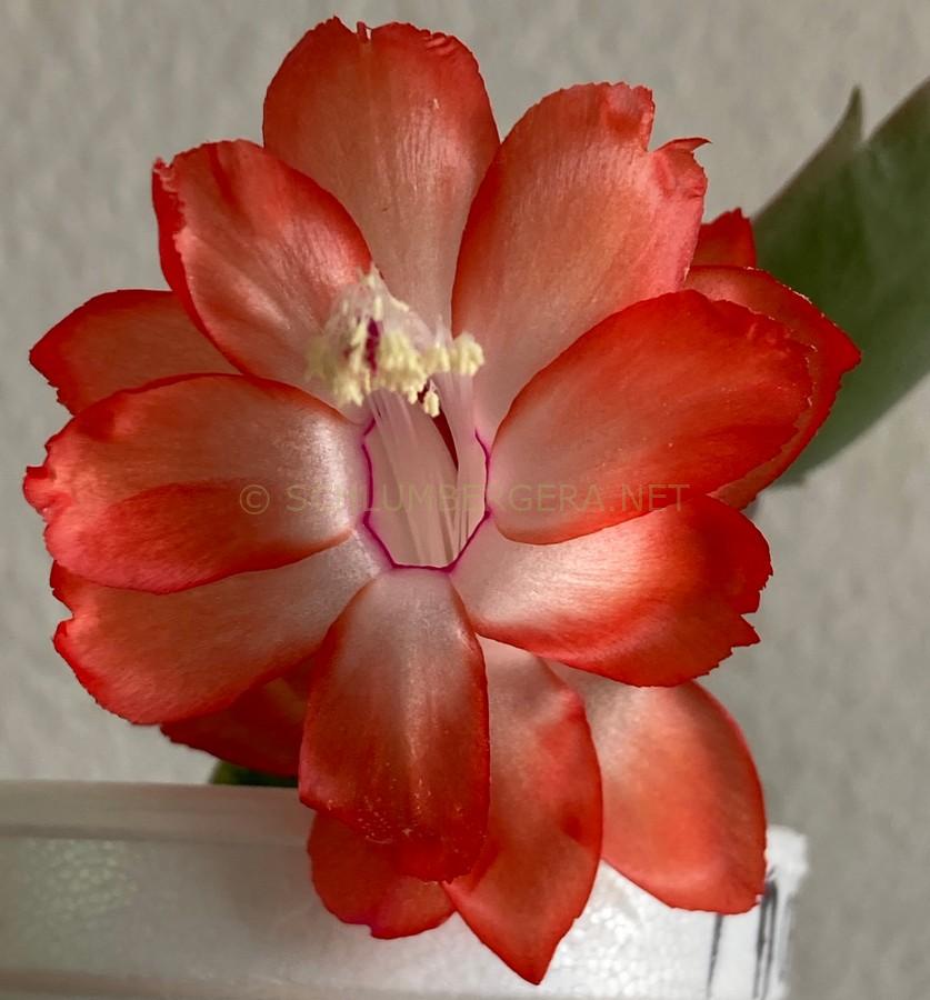 Schlumbergera 'Thor Olivia'