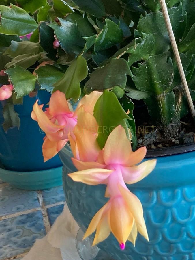 Schlumbergera 'Thor Sophia'