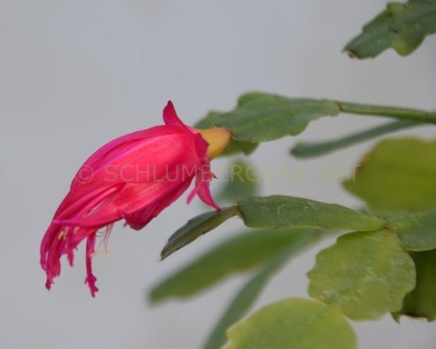 Schlumbergera 'Hispalis'