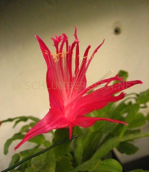 Schlumbergera 'Hispalis'