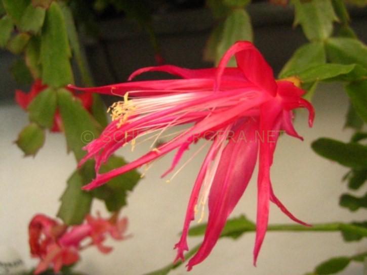 Schlumbergera 'Hispalis'