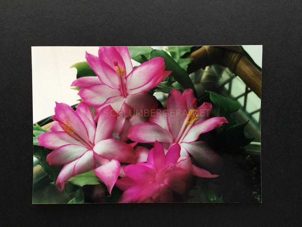 Schlumbergera ''Kenzie'