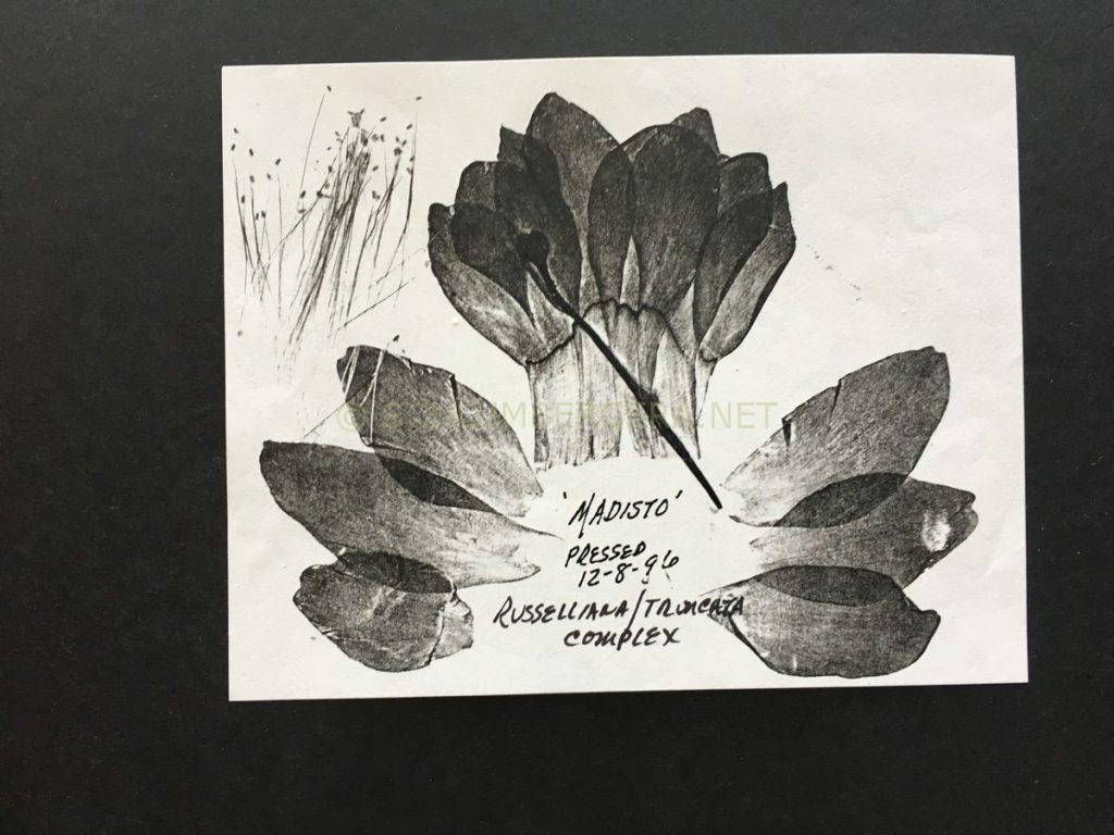 Schlumbergera ''Madisto'