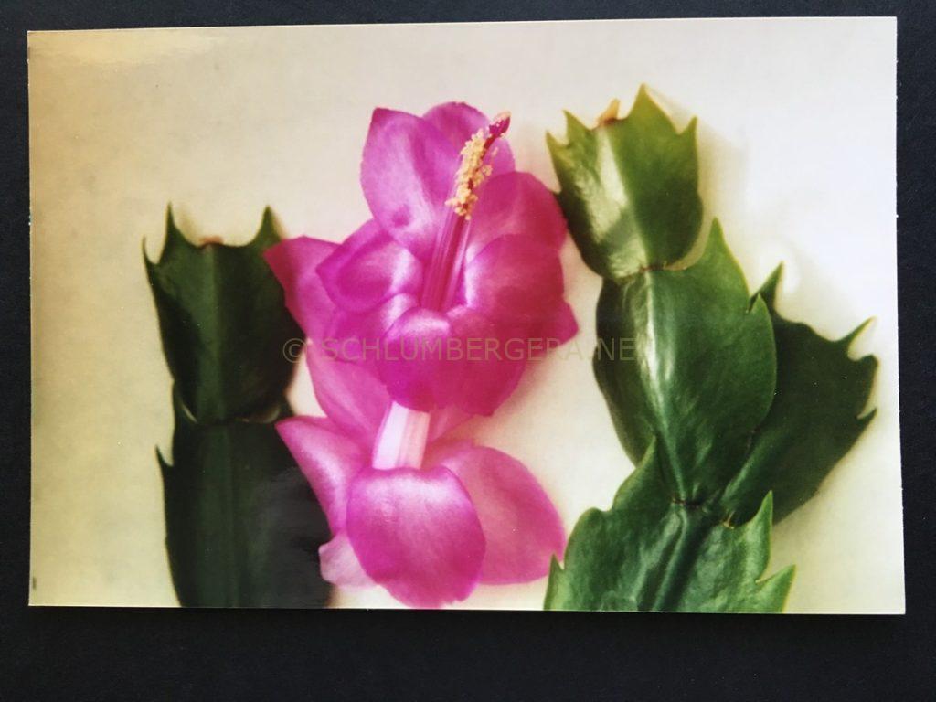 Schlumbergera ''Madisto'