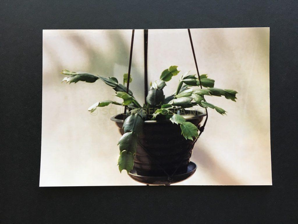 Schlumbergera ''Madisto'