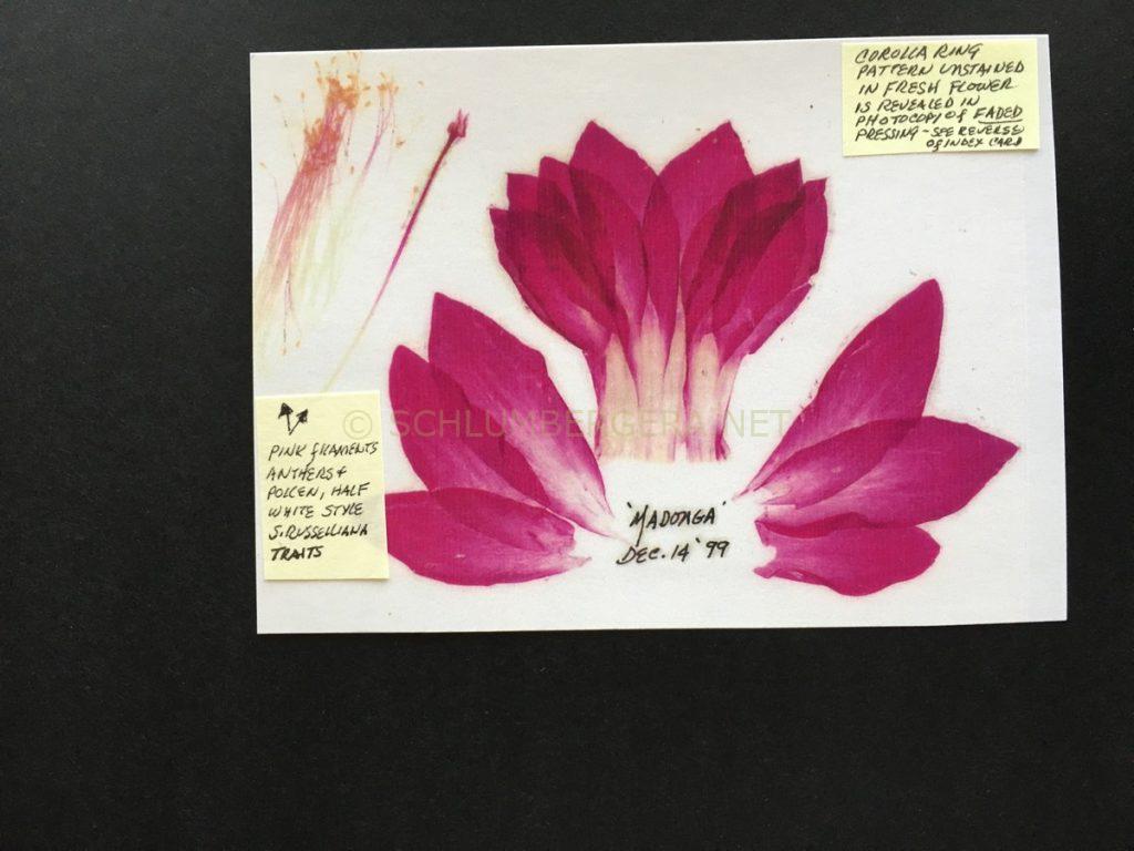 Schlumbergera ''Madonga'