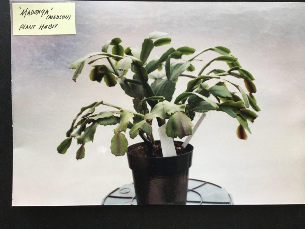 Schlumbergera ''Madonga'