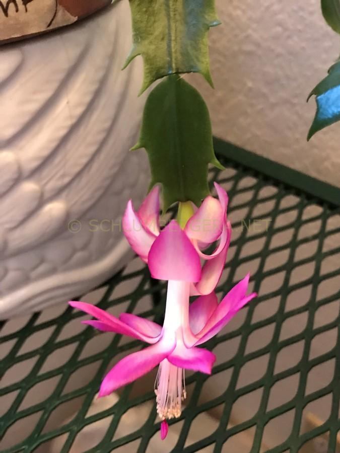 Schlumbergera 'Nicole'