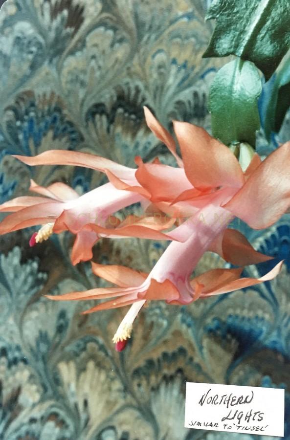 Schlumbergera 'Northern Lights'