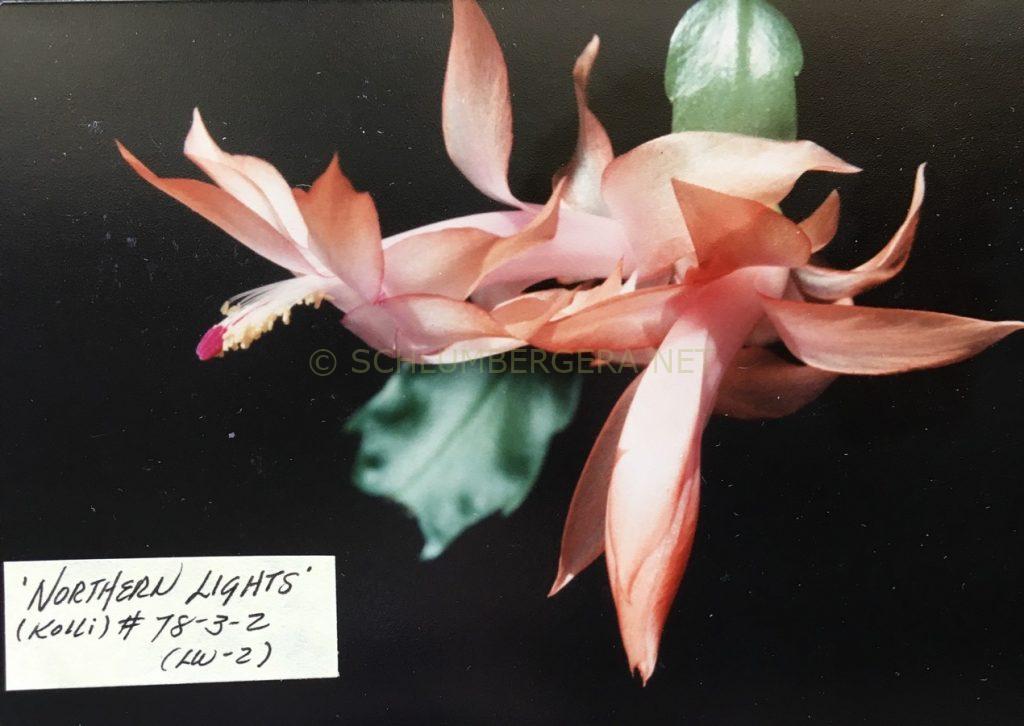Schlumbergera 'Northern Lights'