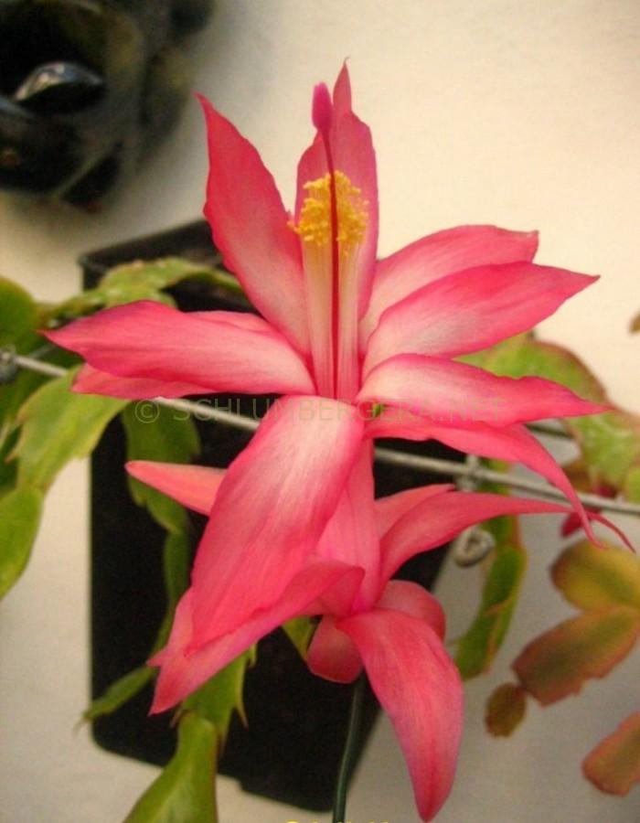 Schlumbergera 'Oliva'