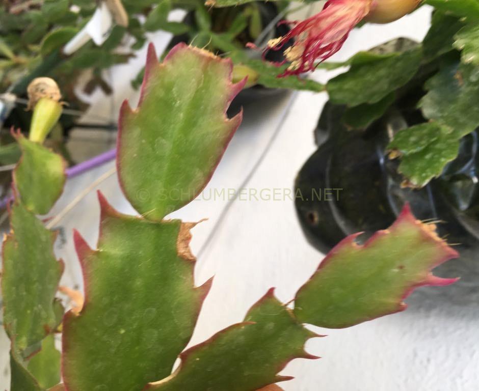 Schlumbergera 'Oliva'
