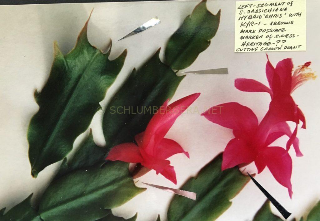 Schlumbergera 'Paprika'