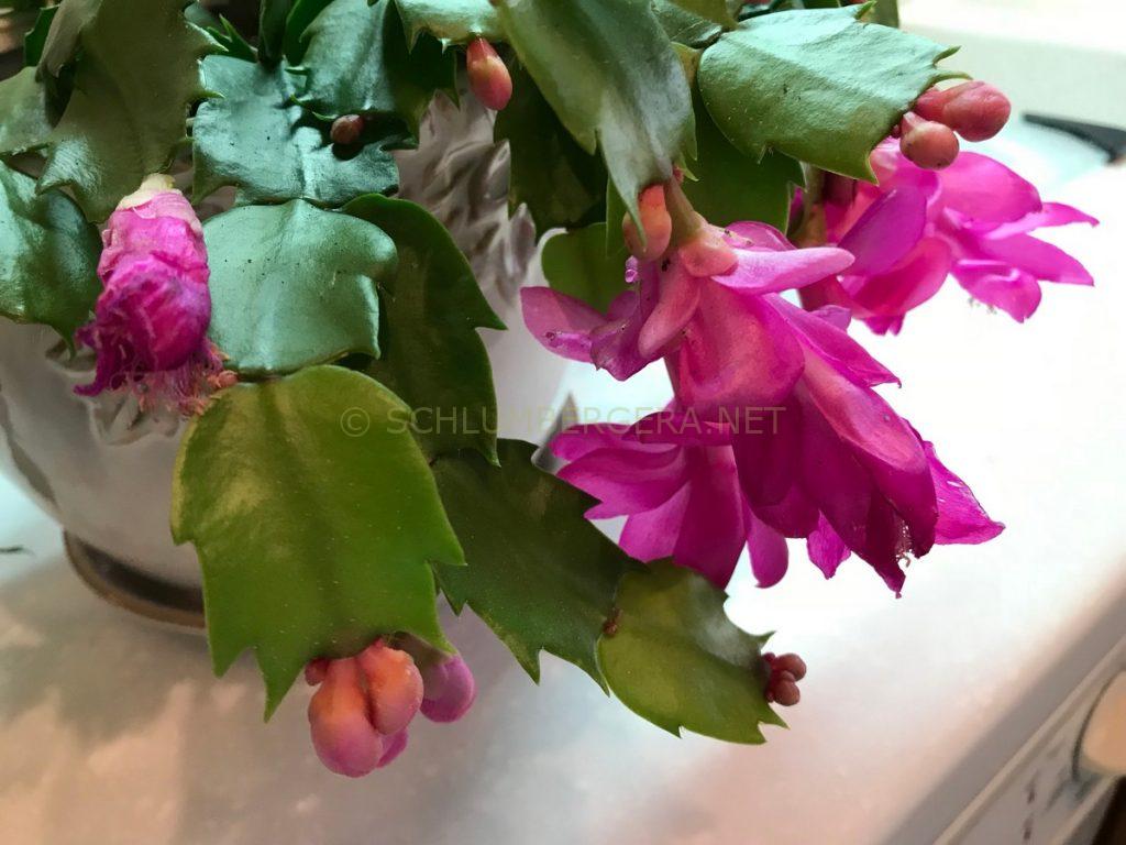 Schlumbergera 'Polka Dancer'