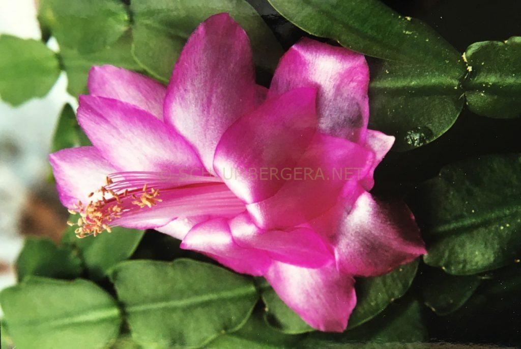 Schlumbergera 'Ribbon Candy'