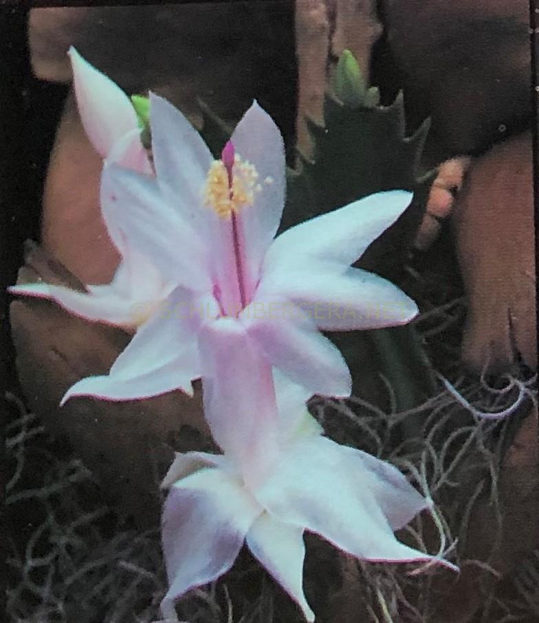 Schlumbergera 'Snowflake'