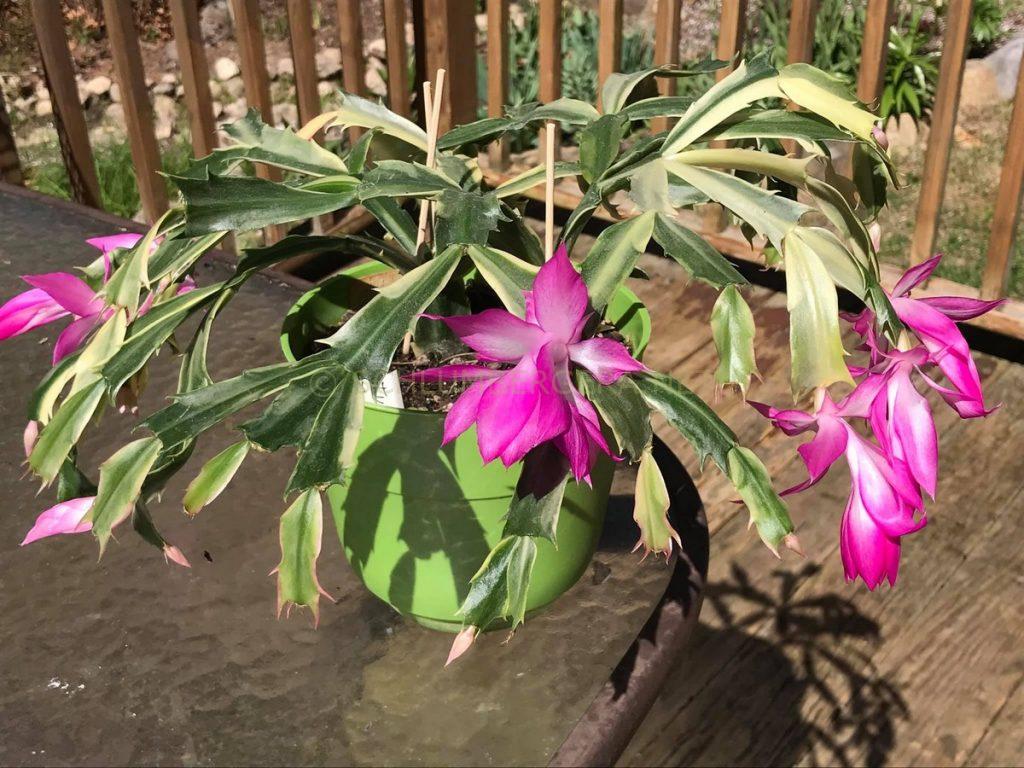 Schlumbergera 'Madame Butterfly Variegated'
