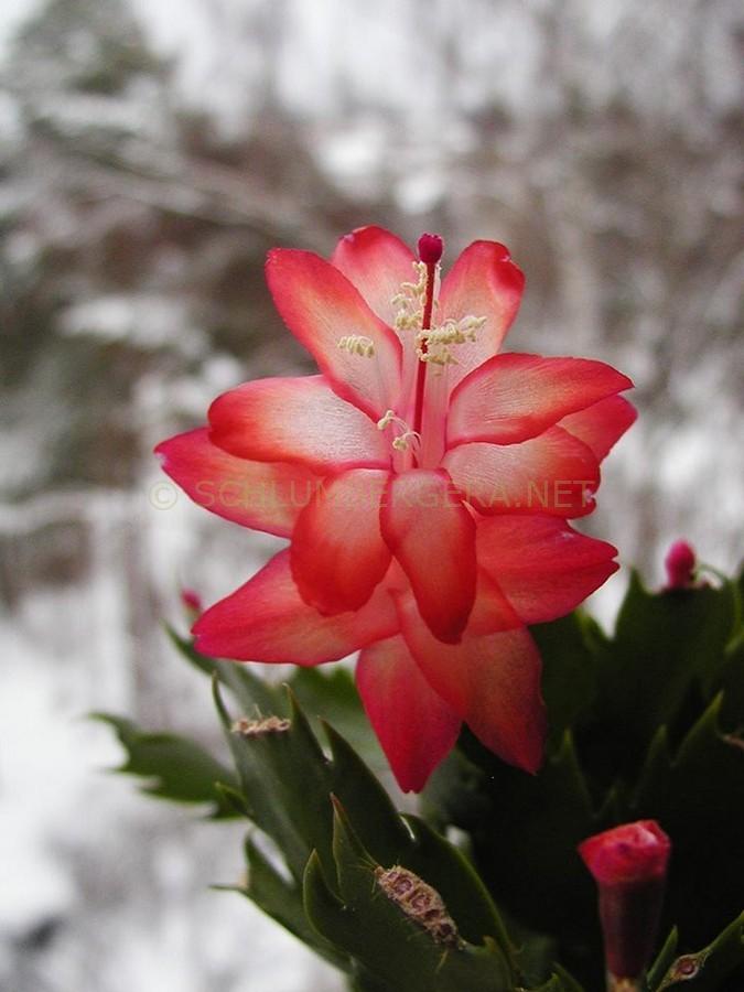 Schlumbergera 'Vinho Brazil'