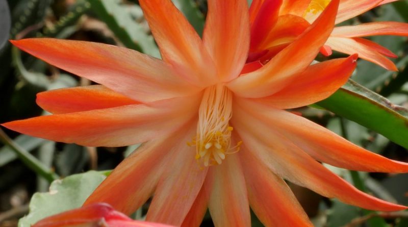 Rhipsalidopsis 'Parnell'