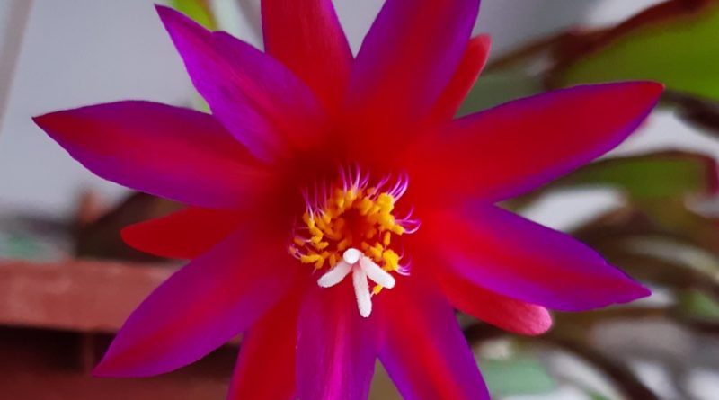 Rhipsalidopsis 'Mystery Lights'