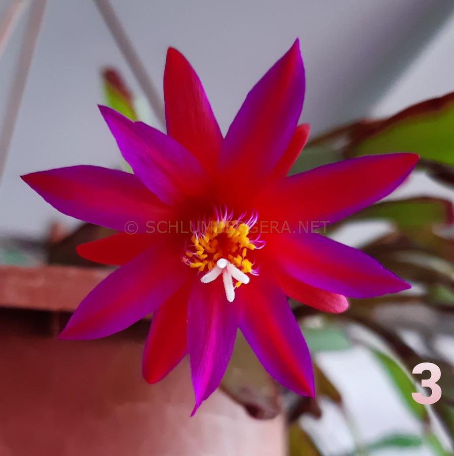 Rhipsalidopsis 'Mystery Lights'