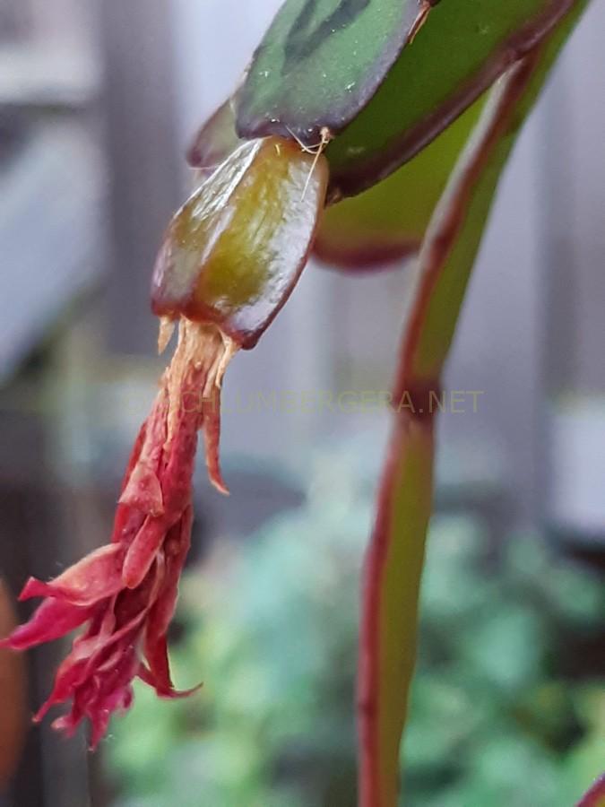 Rhipsalidopsis 'Mystery Lights'