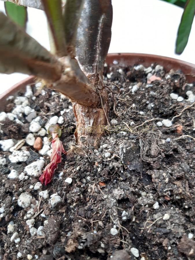 Rhipsalidopsis 'Mystery Lights'