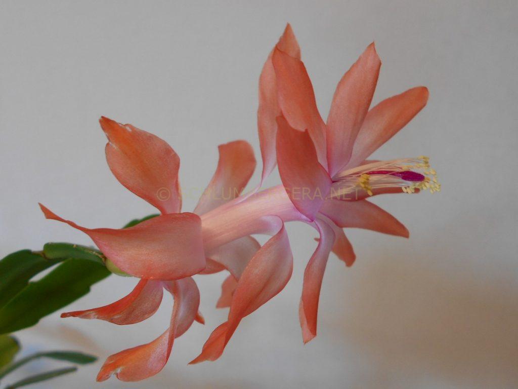 Schlumbergera 'Amber Rain'