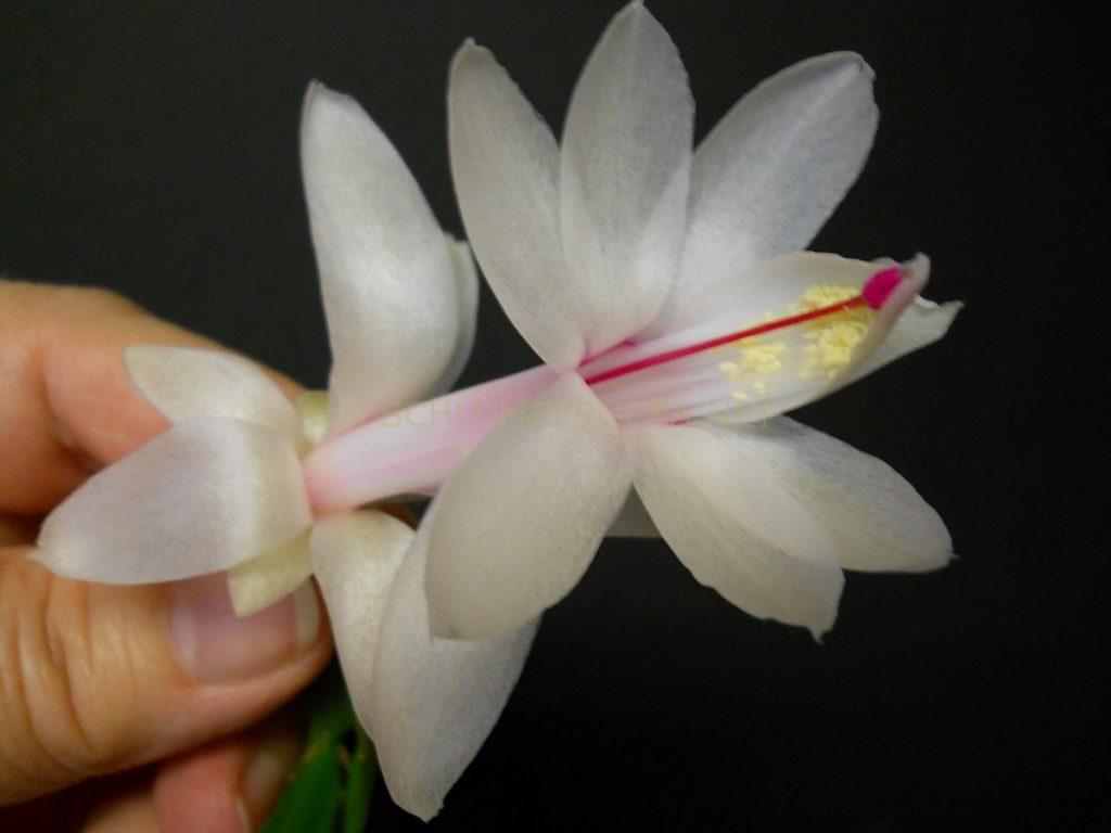 Schlumbergera 'Christie Goodfellow'