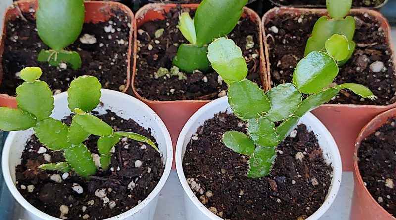 Schlumbergera cross seedlings