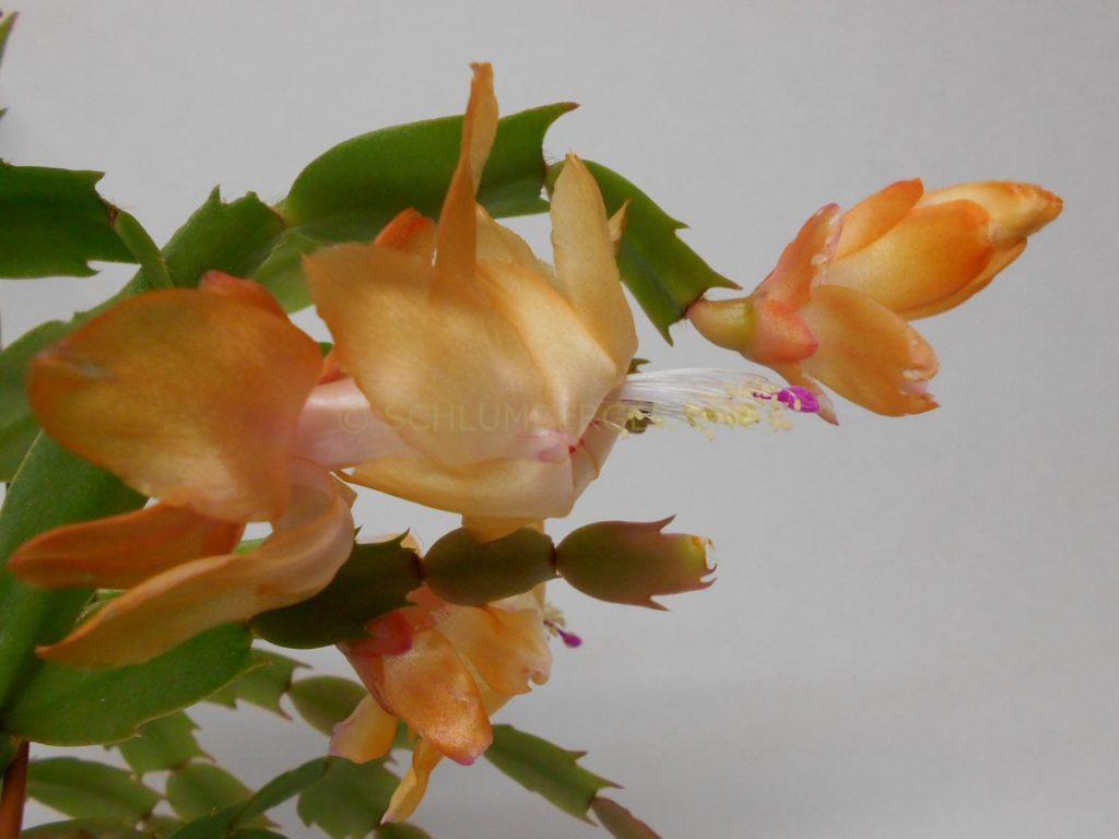 Schlumbergera 'Prairie Gold'