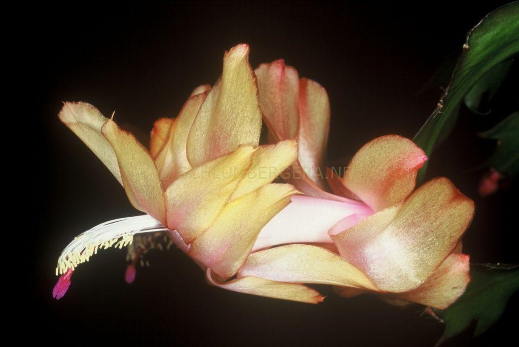 Schlumbergera 'Christmas Flame'