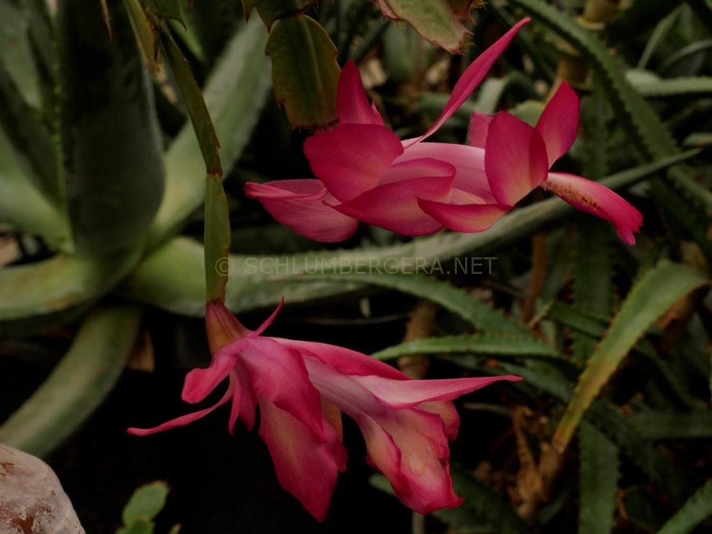 Schlumbergera 'Solar Flair'