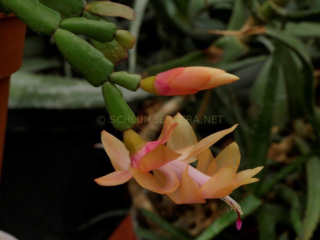 Schlumbergera 'Sun Spot'