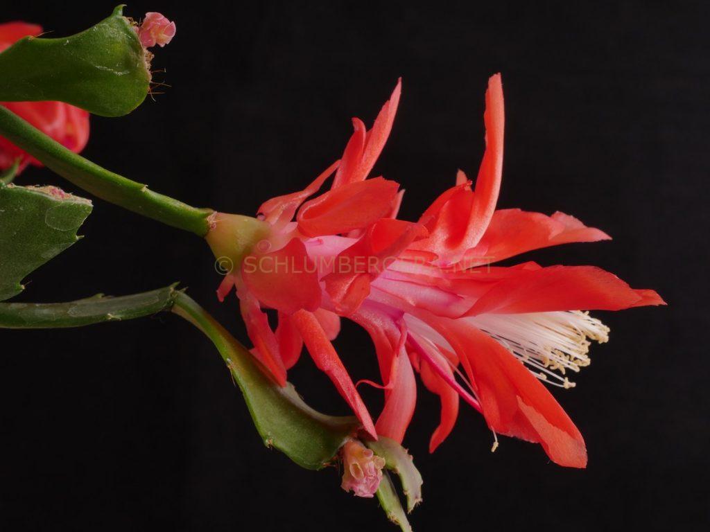 Schlumbergera 'Thor Wild Cactus Orange'