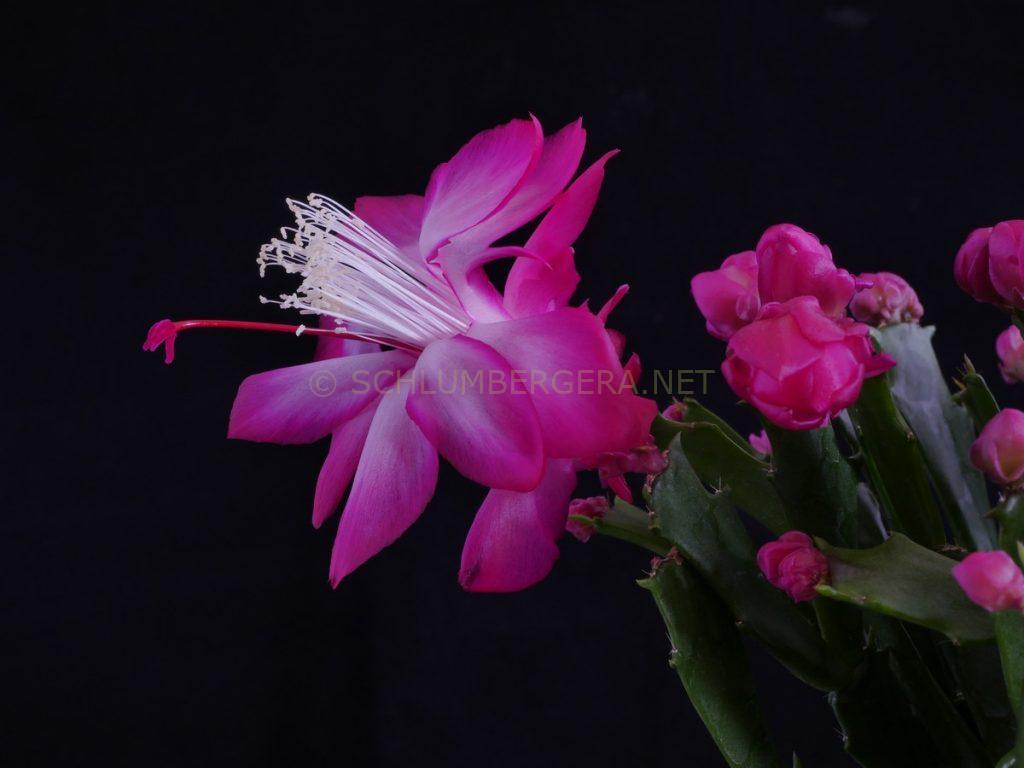 Schlumbergera 'Thor Wild Cactus Red'