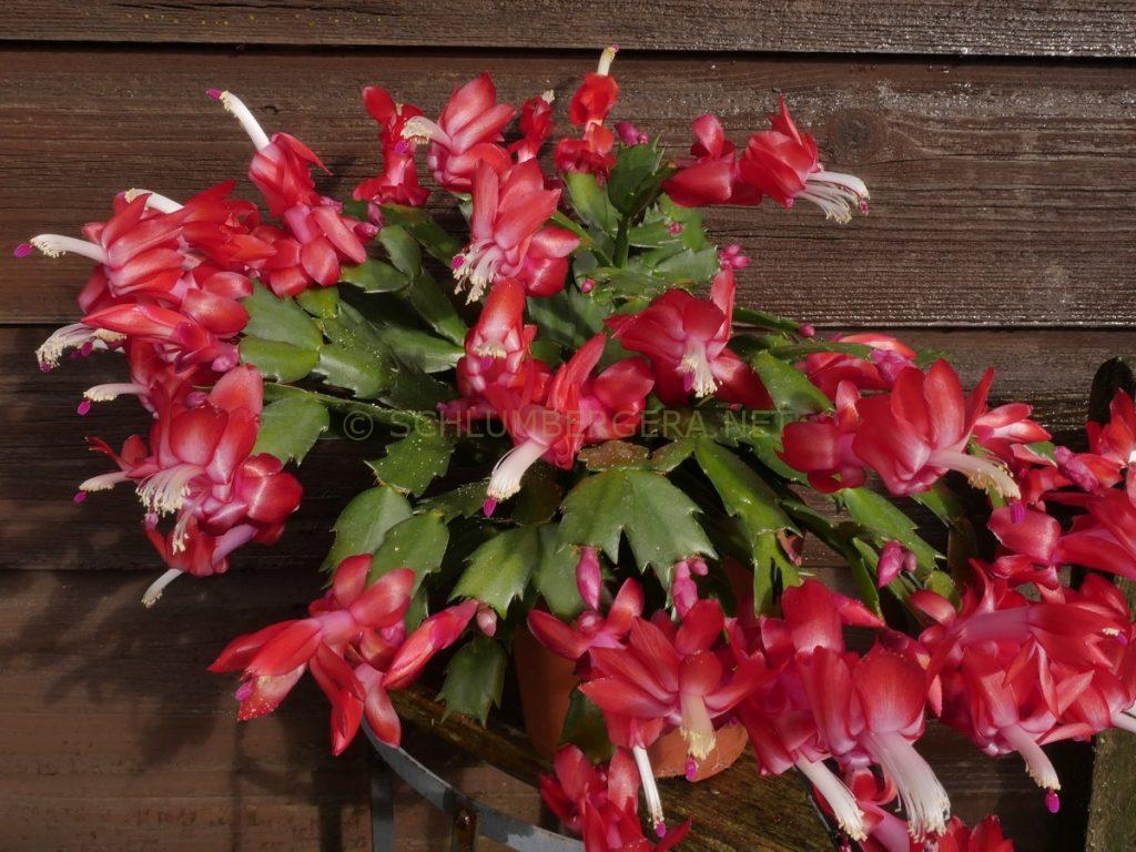 Schlumbergera 'Crimson Flame'